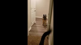 Pup is too scared to walk forward through door so improvises