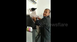 Round of appaws for Thailand's incredible pet groomer who gives relaxing massages
