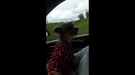 When we are traveling and my dog has to go potty she starts getting ancy and starts yelling hurry!