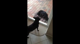 Dog barks at doppelganger Cat