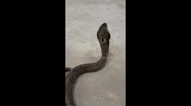 Cobra Tries To Attack Filmer