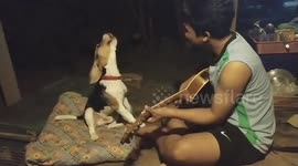 Beagle's got talent! Dog 'sings' along with owner playing the guitar