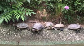 Turtle Trying To Remove Leech From Foot