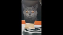 Scooter hides in a box but purring gives him away!