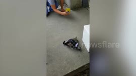 Disabled tortoise who was hit by a truck can zip around his garden again thanks to new wheelchair