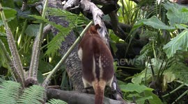 This rare kangaroo can climb trees like a monkey
