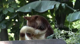 A sleepy Tree-kangaroo sitting on her tail and sometimes grooming it