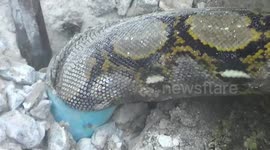Python rescued after getting stuck in drain hole while fleeing stray dogs