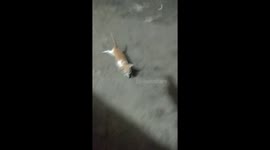 the kitten lost his mother