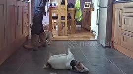 Watch incredible moment quick-thinking former lifeguard saves his dog's life after it starts to choke