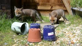 Farmer saves 4 cubs after he performed an emergency C-SECTION on a dead fox