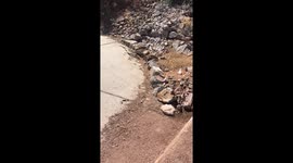 Snakes Mating!