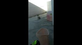 dog and cat funny fight
