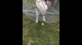 Puppy vs soccer net...