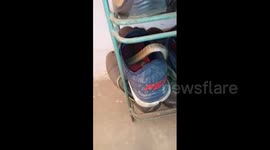 Careful where you step! Indian man finds cobra curled up inside his shoe