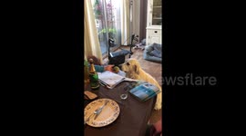 How my dog grabs his Tennis ball
