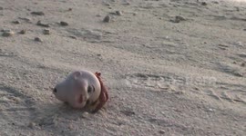 Heartbreaking moment hermit crab is seen stuck inside plastic doll's head