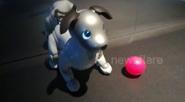 AIBO as a real dog on display at AI: More than Human exhibition opens in Barbican centre, London, UK