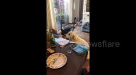 Dog shows off his gentle side when getting a ball from owner's hand