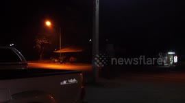 Wild elephant roaming through village