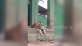Man walks inside tiger's enclosure to spend time with beast; incident captured on camera in central India