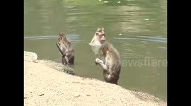 Wild monkeys go for a swim to stay cool in the summer heat
