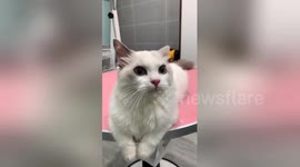 Ragdoll cat enjoys wonderful pampering session at pet store in China