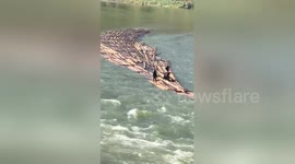 Chinese lumberjacks transport dozens of logs downriver by RIDING them