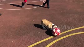 'Lionel Messi of Dogs' runs rings around a group of young football players in Ireland