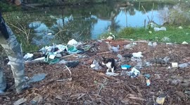 Cat thinks fishing lure is a living fish