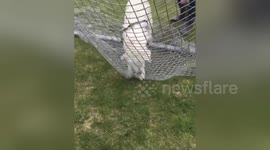 Puppy tries to run through soccer net during game of fetch