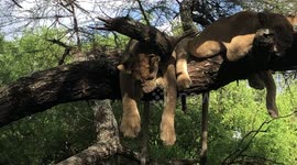 Those aren't cuddly toys! Sleepy lions enjoy catnap on a tree branch in Tanzania