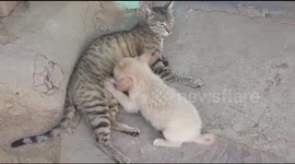 Nursing cat adopts orphaned puppy in India