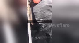 Porbeagle shark caught in Scottish waters after becoming trapped in fishing equipment