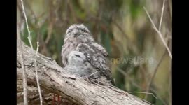 Parent Tawny Frogmouth guarding her newly hatched chick