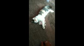 Greedy cat burgles money from its owner and refuses to give it back