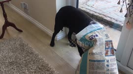 A puppy having fun inside an empty food bag