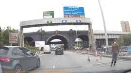 UK dash cam footage shows geese being saved from crossing road