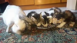 Four kittens and a bunny eating together