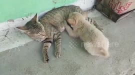 Cat feeds puppy, adopts it as its own in central India