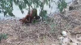 Terrified calf rescued after falling into pond while fleeing noise of chainsaw