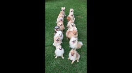 Smile for the camera! Dog owner has to get 18 chihuahuas into a row for photo