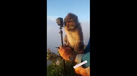 Monkey Photographer