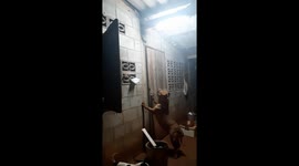 Pit Bull Terrier Tries To Catch Gecko