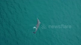 Beautiful drone footage catches dolphin in elegant pursuit of fish off Florida's coast