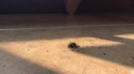 Ants Carry Away Dead Fly