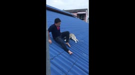 Dog owner rescues clumsy husky who got stuck on roof