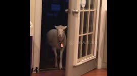 This lamb wants to make an entrance but the door won’t let him