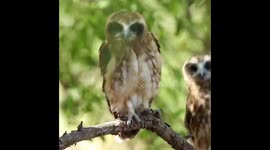 Juvenile Southern Boobook Owls