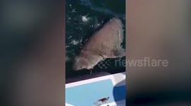 Impressive moment as fisherwoman hauls in an 85 stone 15ft shark off Ireland's west coast
